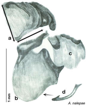 Image of Arenivaga belli Hopkins 2014