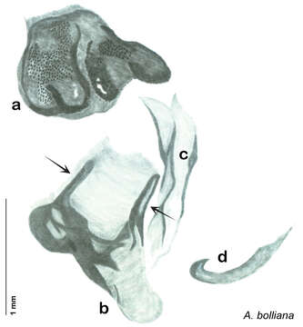 Image of Arenivaga bolliana (Saussure 1893)