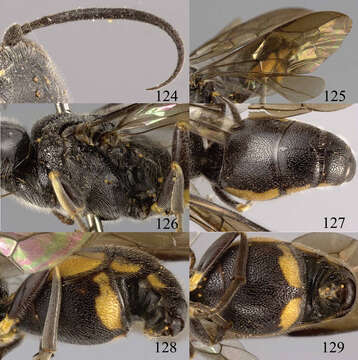 Image of Lycogaster