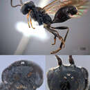Image of Lycogaster angustula Chen, van Achterberg & He