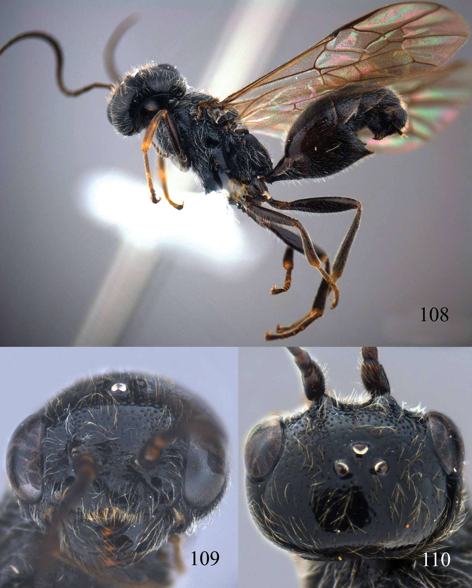 Image of Lycogaster angustula Chen, van Achterberg & He