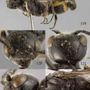 Image of Lycogaster flavonigrata Chen, van Achterberg & He