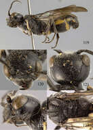 Image of Lycogaster flavonigrata Chen, van Achterberg & He