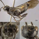 Image of Lycogaster nigralva Chen, van Achterberg & He