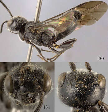 Image of Lycogaster nigralva Chen, van Achterberg & He