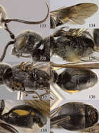Image of Lycogaster nigralva Chen, van Achterberg & He