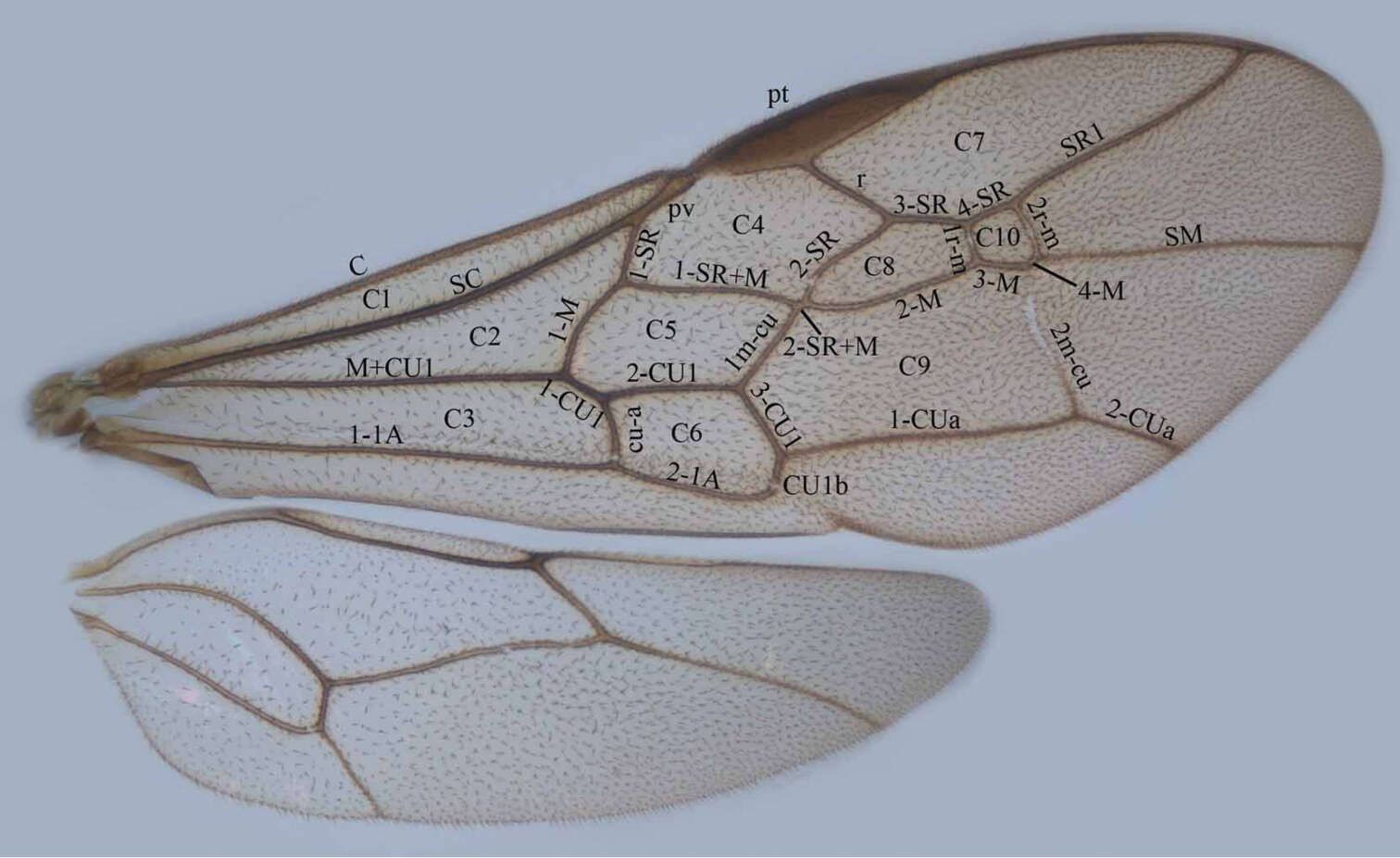 Image of Trigonalyidae