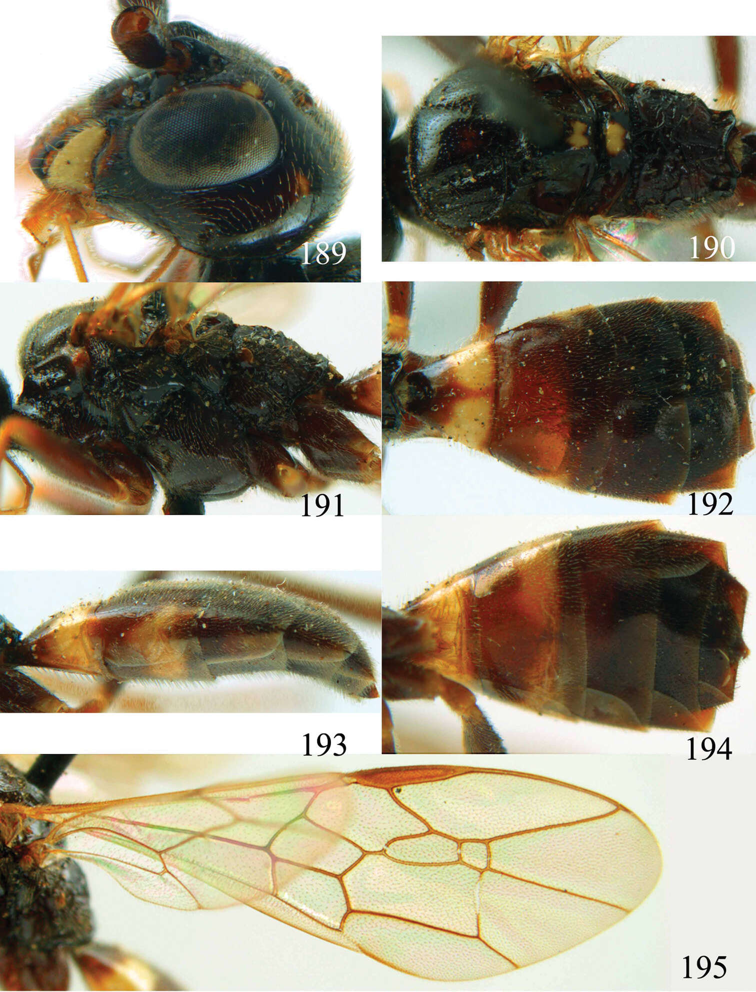 Image of Orthogonalys elongata Teranishi 1929