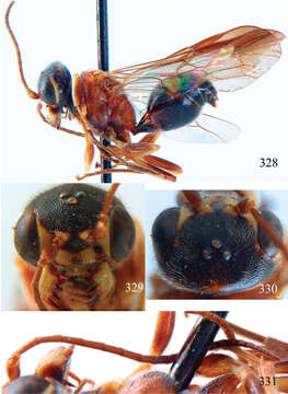 Image of Taeniogonalos fasciata (Strand 1913)