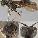 Image of Taeniogonalos uncifera Chen, van Achterberg & He