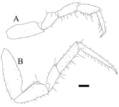 Image of Burmoniscus Collinge 1914