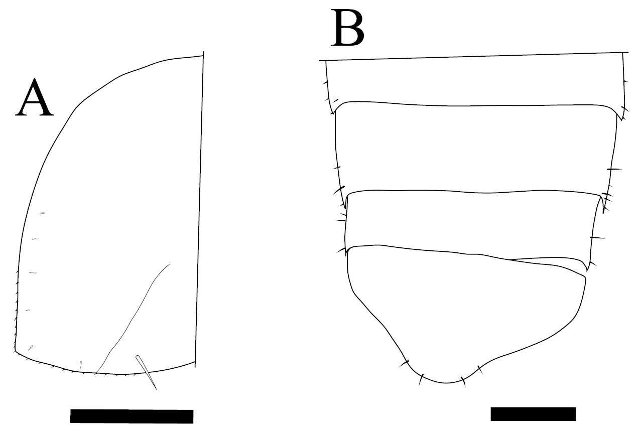 Image of Philosciidae