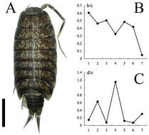 Image of Philosciidae