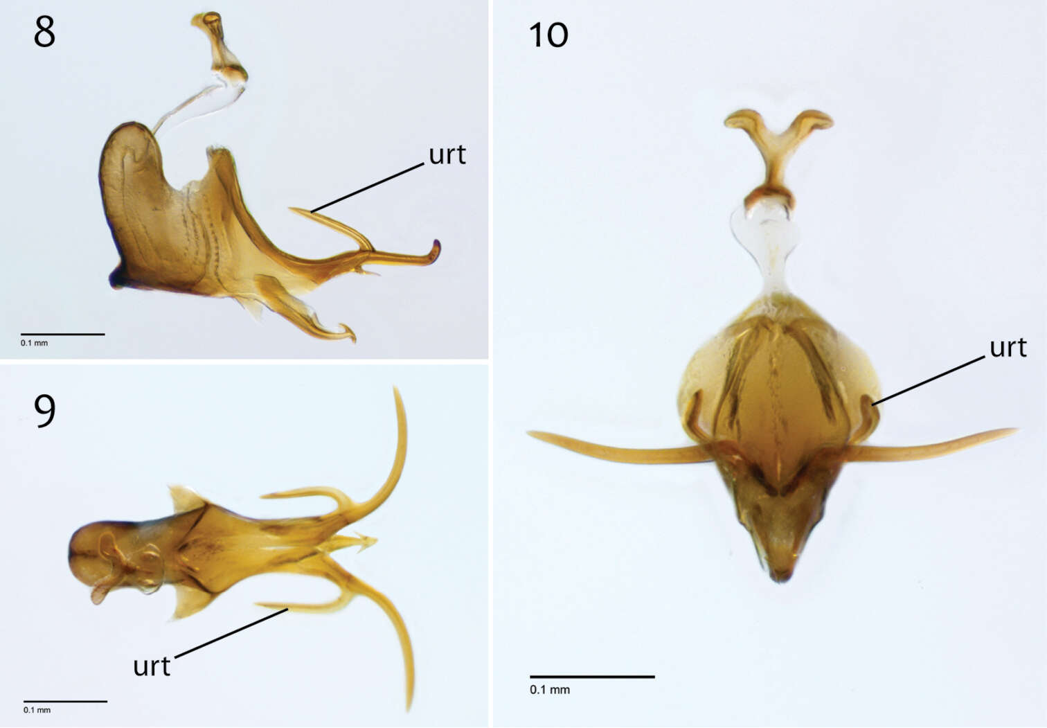 Image of fungus gnats