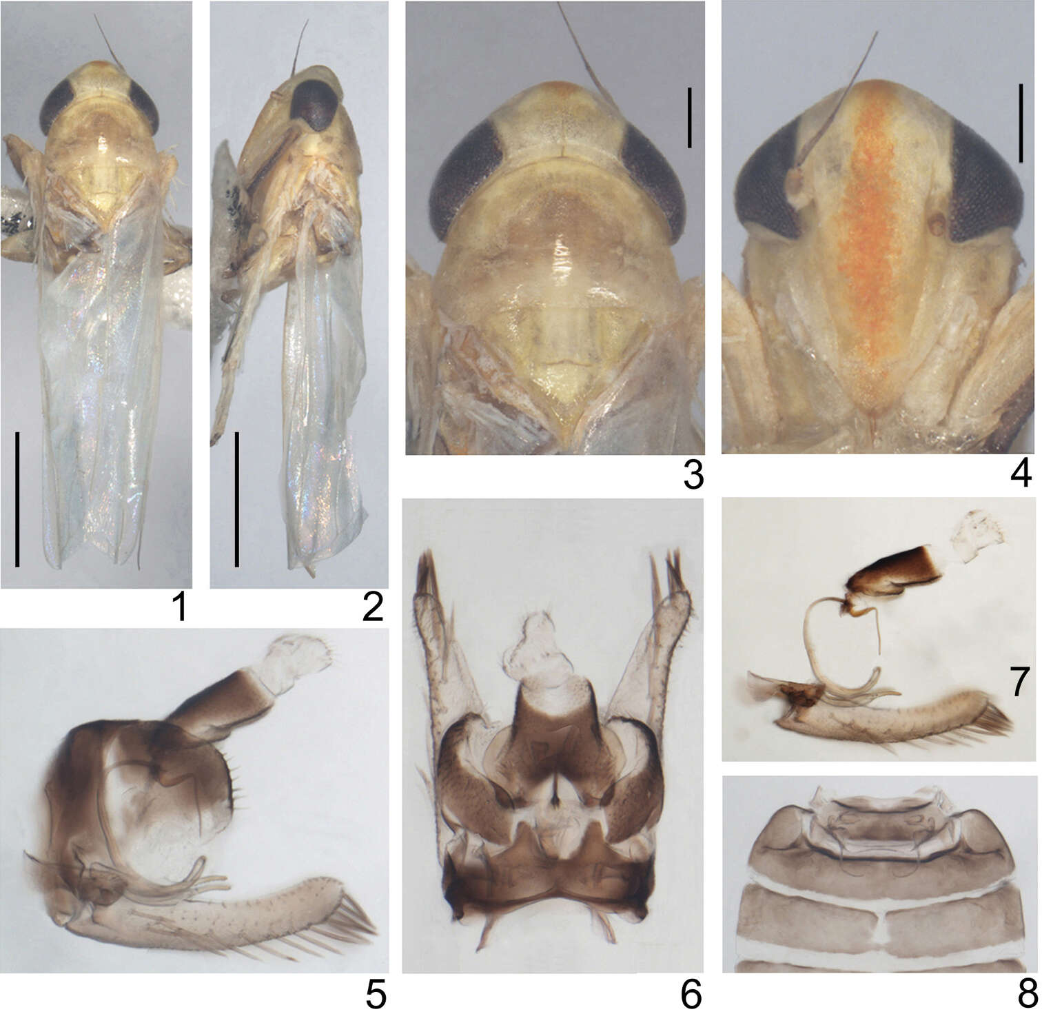 Image of Circinans striata Qin & Lu 2014