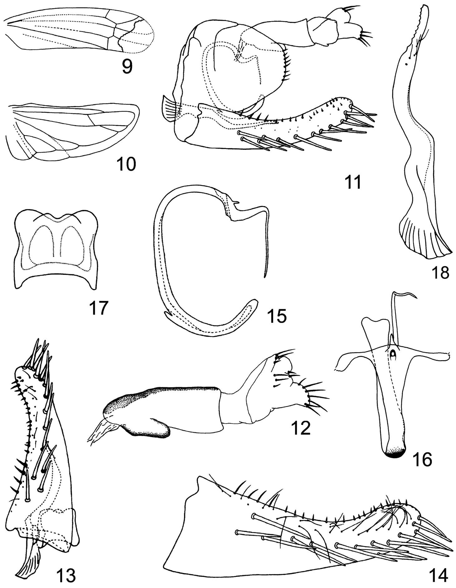 Image of Circinans striata Qin & Lu 2014