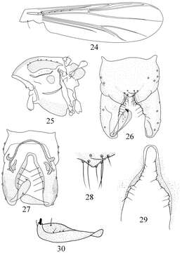 Image of Pseudorthocladius