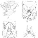 Image of Pseudorthocladius (Pseudorthocladius) cylindratus Ren, Lin & Wang 2014