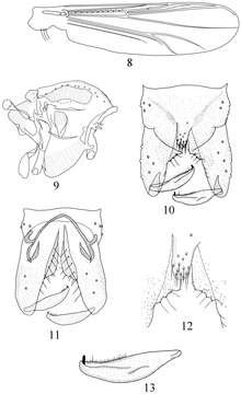 Imagem de Pseudorthocladius (Pseudorthocladius) cylindratus Ren, Lin & Wang 2014