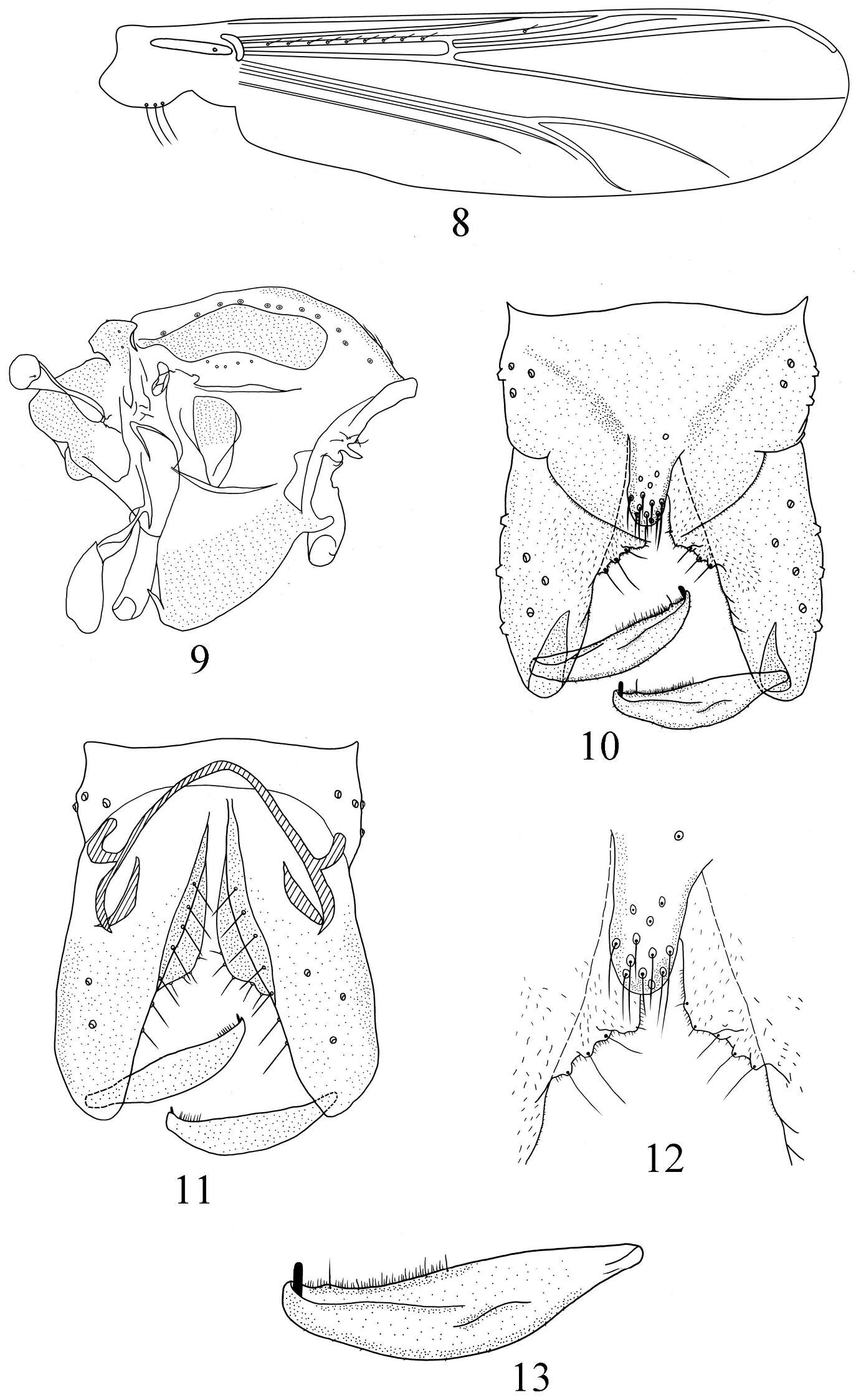 Image of Pseudorthocladius (Pseudorthocladius) cylindratus Ren, Lin & Wang 2014