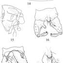 Imagem de Pseudorthocladius (Pseudorthocladius) digitus Ren, Lin & Wang 2014