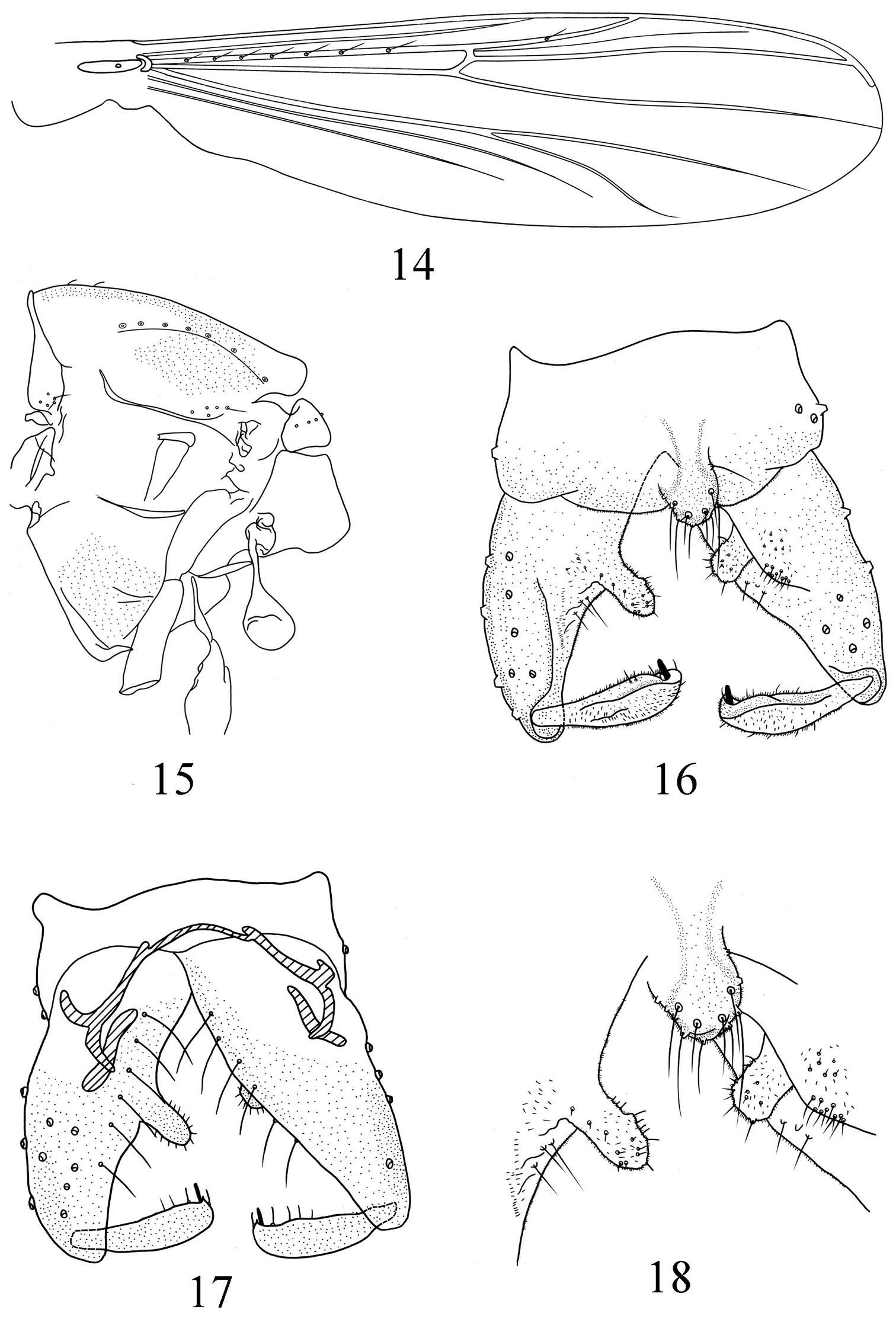 Imagem de Pseudorthocladius (Pseudorthocladius) digitus Ren, Lin & Wang 2014