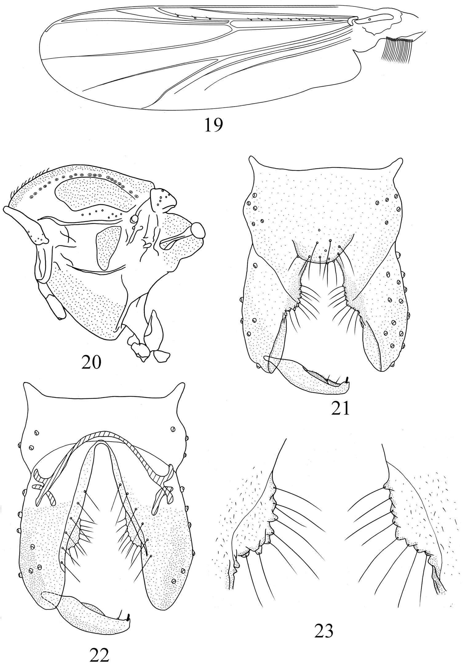 Imagem de Pseudorthocladius (Pseudorthocladius) ovatus Ren, Lin & Wang 2014