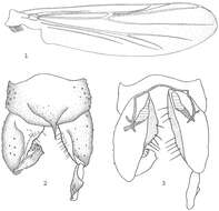 Image of Metriocnemus