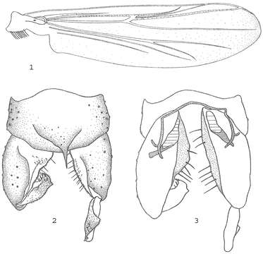 Plancia ëd Metriocnemus