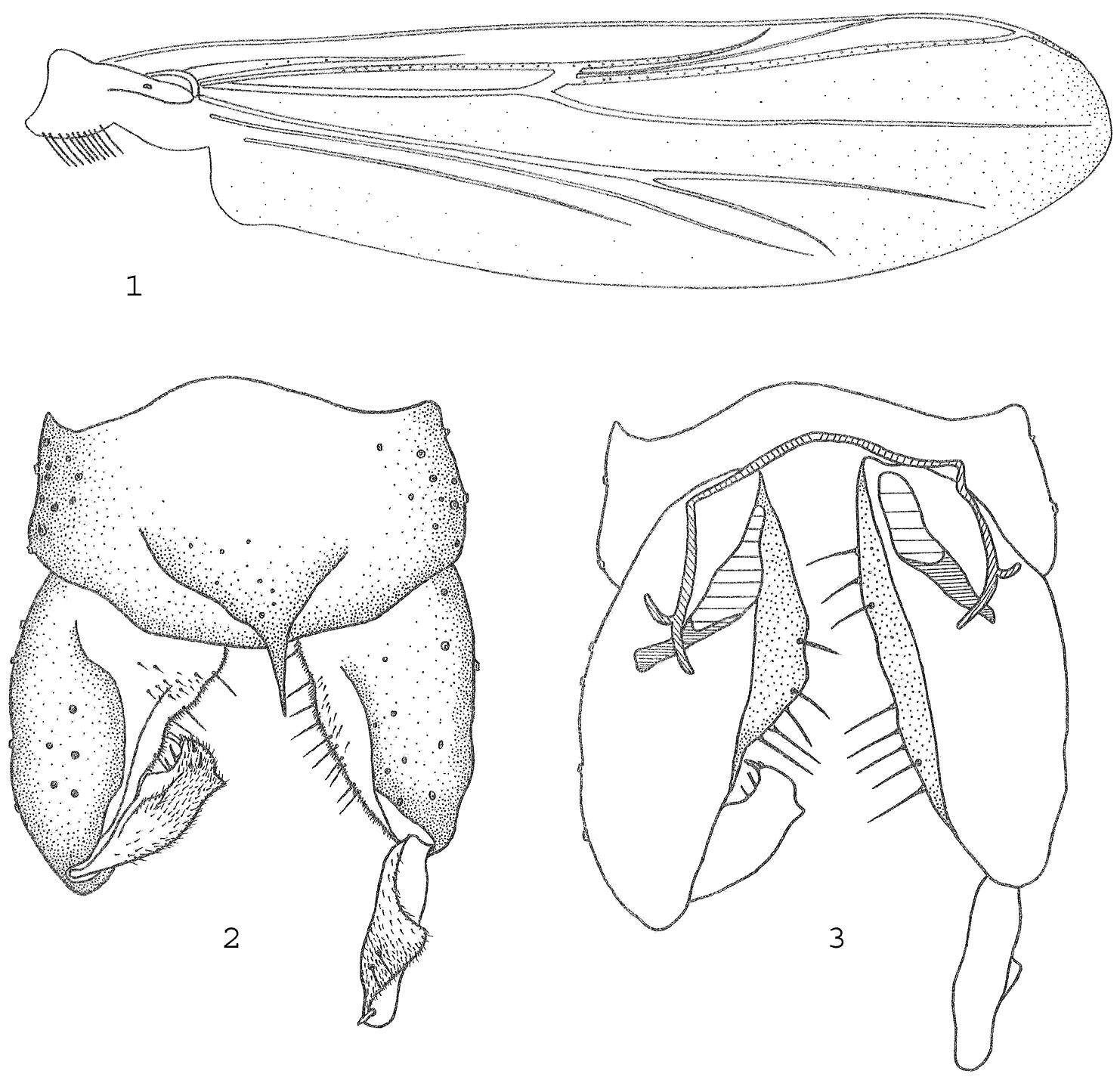 Image of Metriocnemus