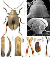 Image of Chaetocnema (Chaetocnema) picipes Stephens 1831