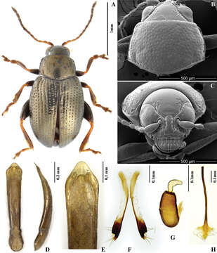 Image of Chaetocnema