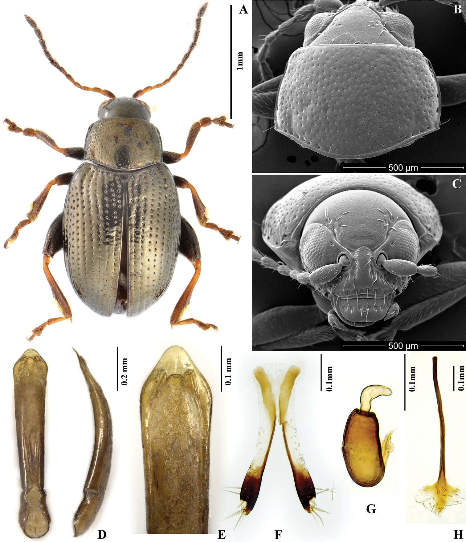 Chaetocnema (Chaetocnema) cheni Ruan, Konstantinov & Yang resmi