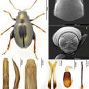 Chaetocnema (Chaetocnema) constricta Ruan, Konstantinov & Yang resmi