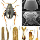 Image of <i>Chaetocnema kingpinensis</i>