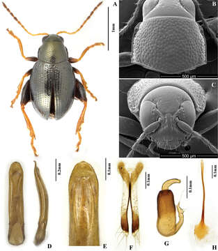 Image of <i>Chaetocnema kingpinensis</i>