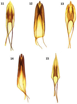 Image of Cymatodera pueblae Burke