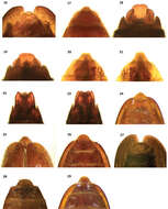 Image of Cymatodera pueblae Burke
