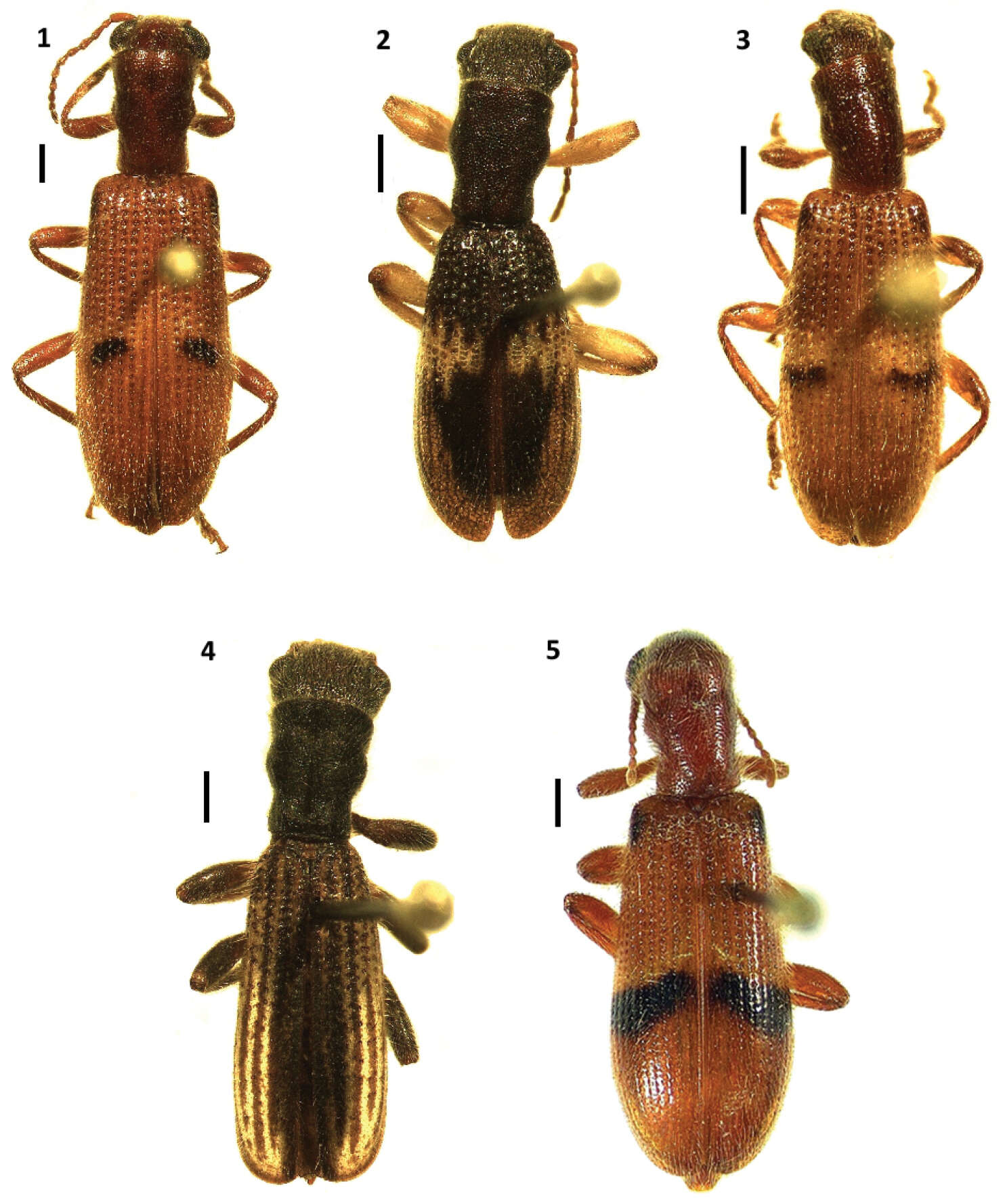 Image of Cymatodera lineata Burke