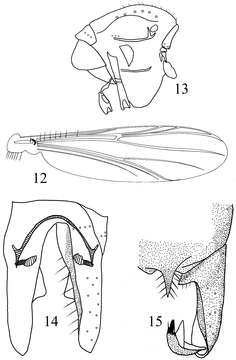 Plancia ëd Rheocricotopus