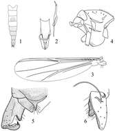 Image of Rheocricotopus (Psilocricotopus) brochus Liu, Lin & Wang 2014