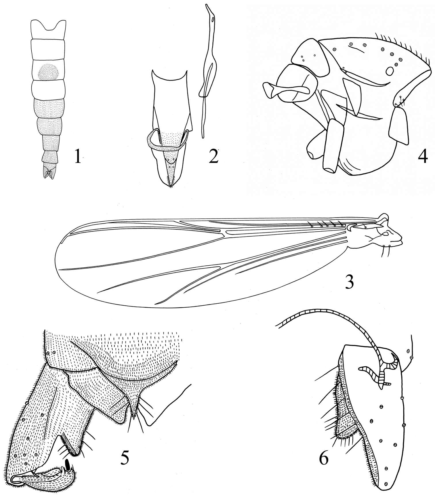Imagem de Rheocricotopus (Psilocricotopus) brochus Liu, Lin & Wang 2014