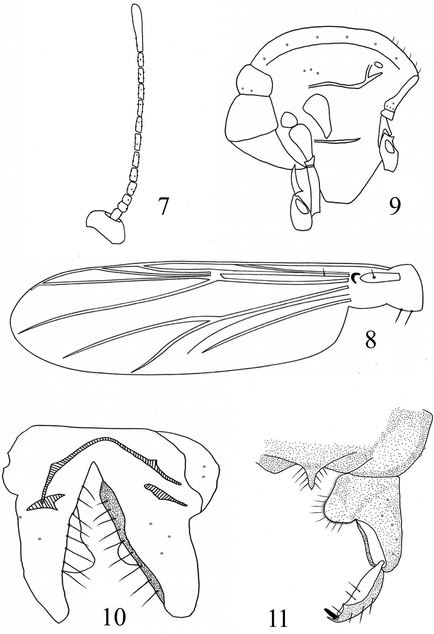 Imagem de Rheocricotopus (Psilocricotopus) rotundus Liu, Lin & Wang 2014