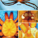 Image of Harmonicon cerberus Pedroso & Baptista 2014