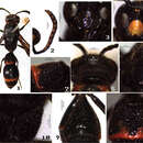 Слика од Symmorphus (Symmorphus) tianchiensis Li & Chen