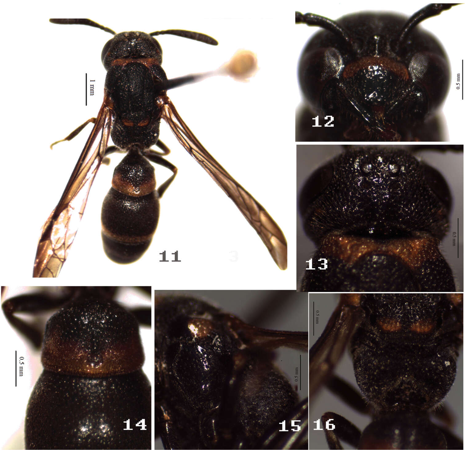 Image of Symmorphus (Symmorphus) cavatus Li & Chen