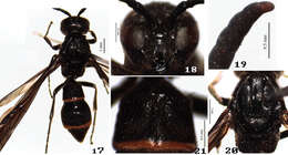 Image of Symmorphus (Symmorphus) nigriclypeus Li & Chen