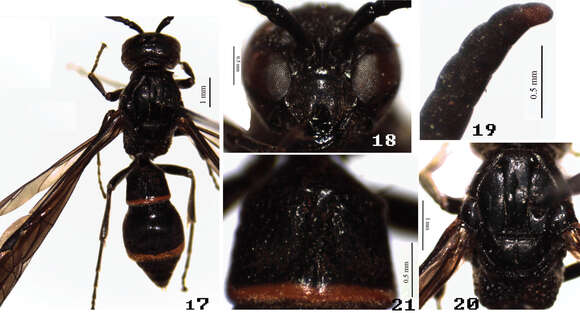 Symmorphus (Symmorphus) nigriclypeus Li & Chen的圖片