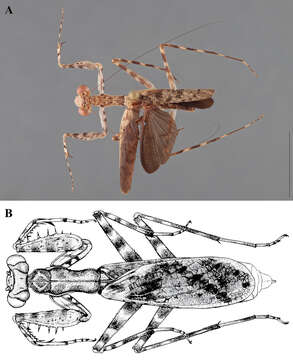 Image of Liturgusa manausensis Svenson & G. J. 2014