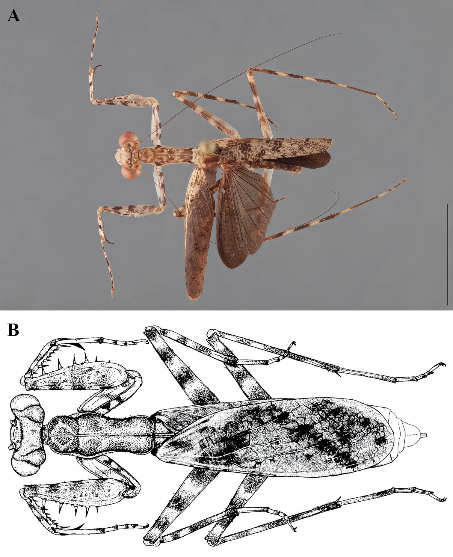 Image of Liturgusa manausensis Svenson & G. J. 2014